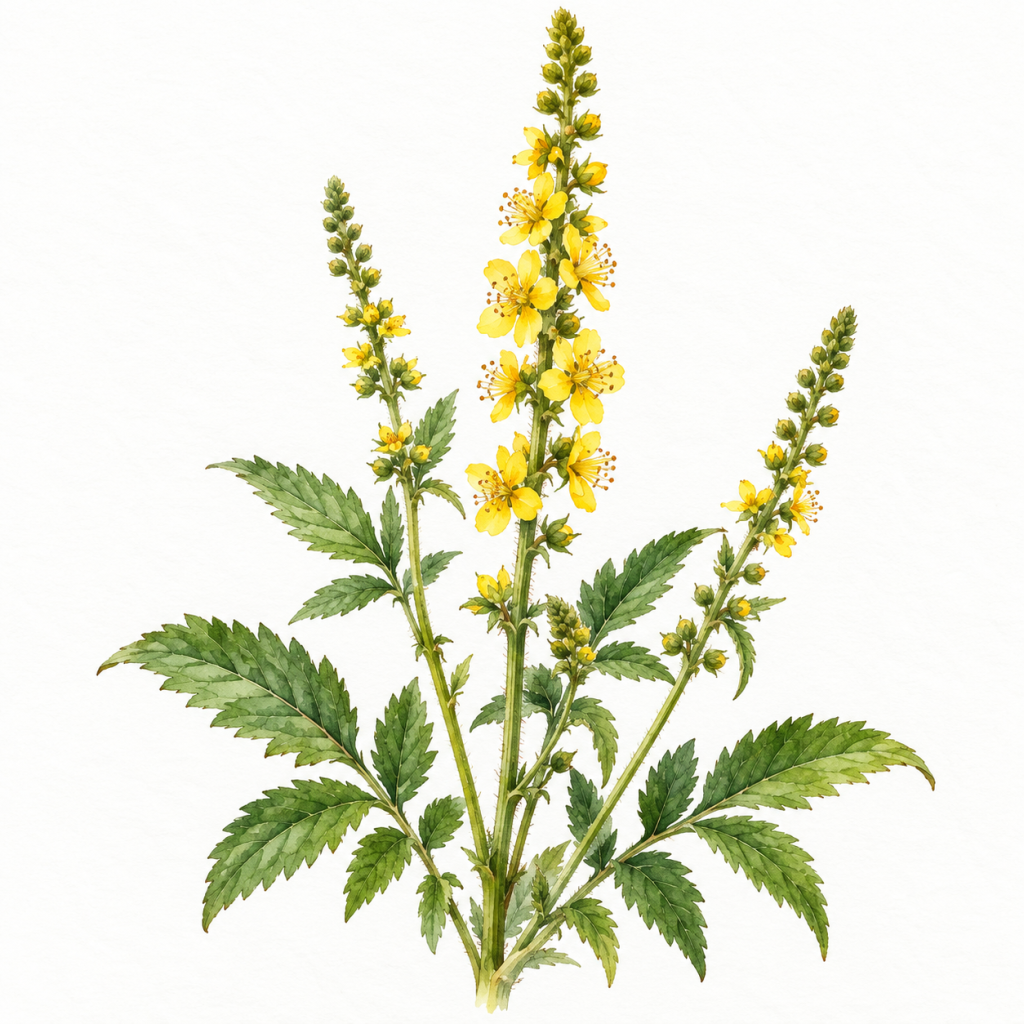 agrimony