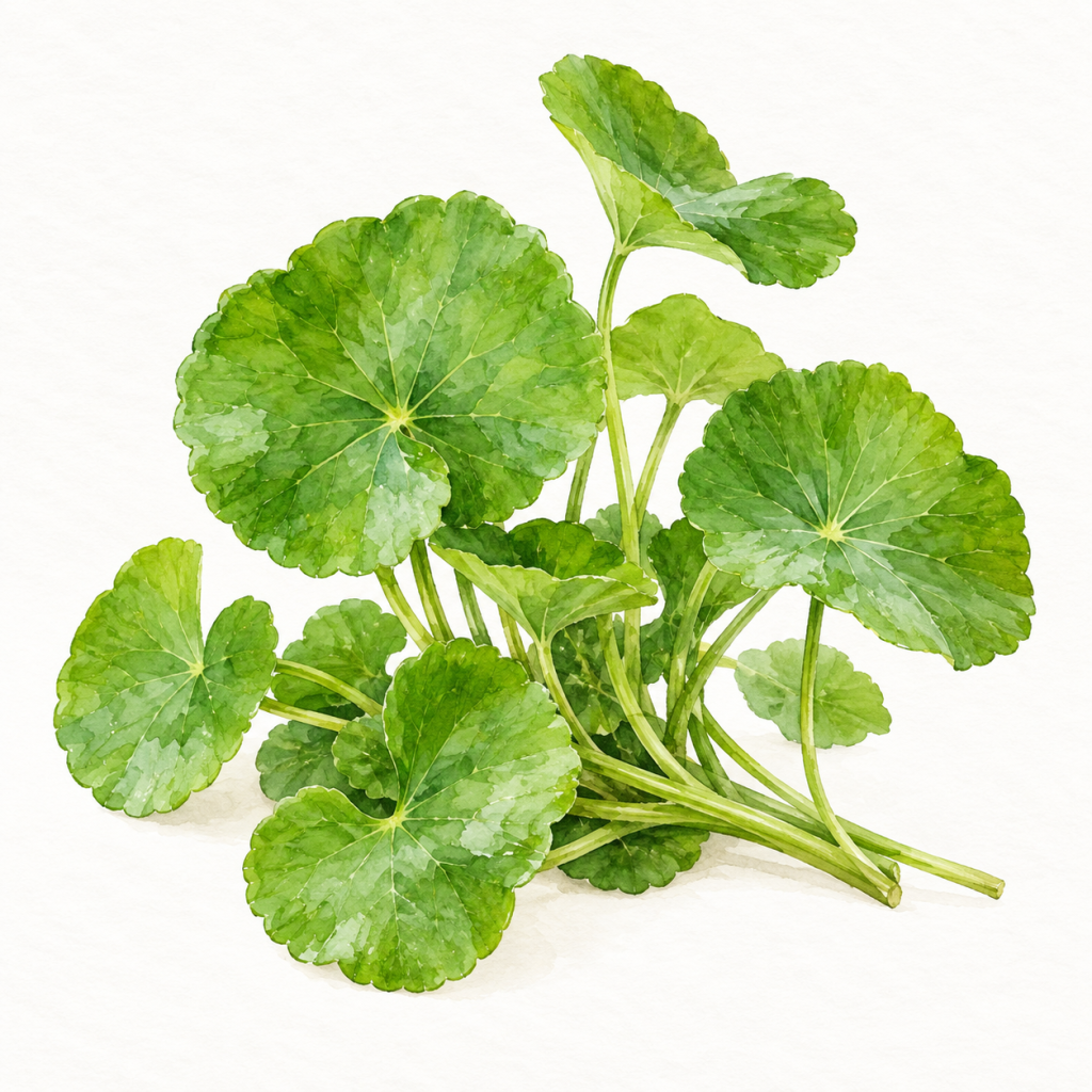 gotu-kola